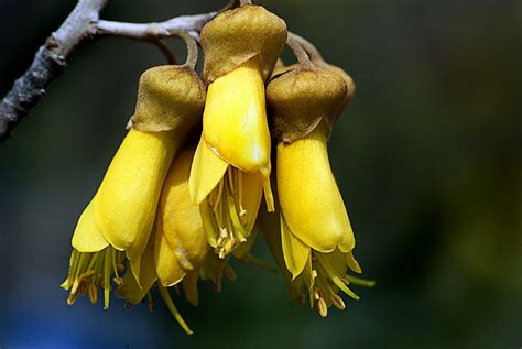 Kowhia. Sophora. | Kōwhai are small, woody legume trees in t… | Flickr