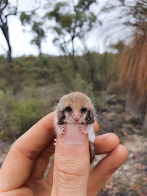 Australia's Western Pygmy Possum : r/tinyanimalsonfingers