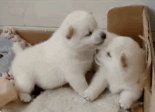 Dog Kiss GIF - Find & Share on GIPHY