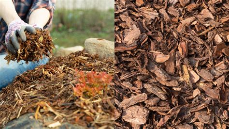 Mulch vs Bark: What's the Difference? - Greeny Thumbs