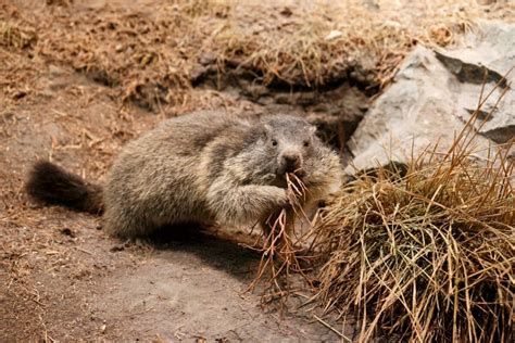 Woodchuck Vs. Groundhog: A Single Species