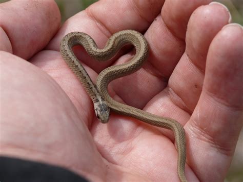 What Do Baby Garter Snakes Eat - Asking List