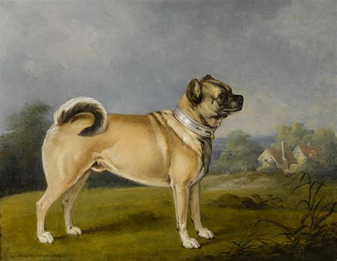 File:Henry Bernard Chalon - A favorite pug (1802).jpg - Wikimedia Commons