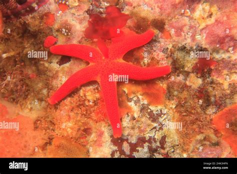 Blood Sea Star (Henricia leviuscula), Saint Lazerius Island near Sitka ...