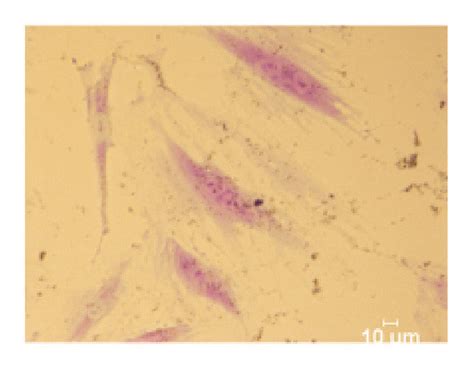 Staining of MEF cells: (a-c) MEF cells treated with pm-PPY; (d-f)... | Download Scientific Diagram