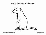 Prairie Dog White Tailed Coloring Page sketch template