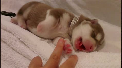 Meet Ferrero, one of the cutest and sweetest newborn Husky puppies you ...