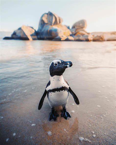 Baby penguin in South Africa, Cape Town : aww