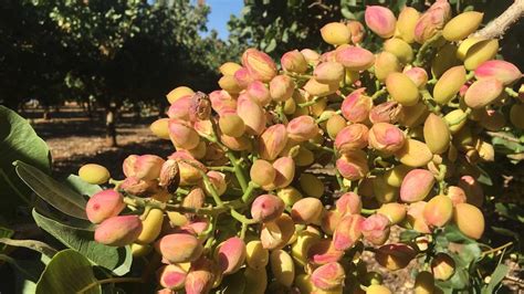 Pistachio growers say harvest is going nuts from good weather and better farming practices - ABC ...