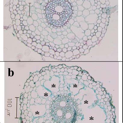 (PDF) Root aerenchyma - formation and function