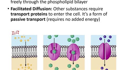 Passive Transport Lesson - YouTube