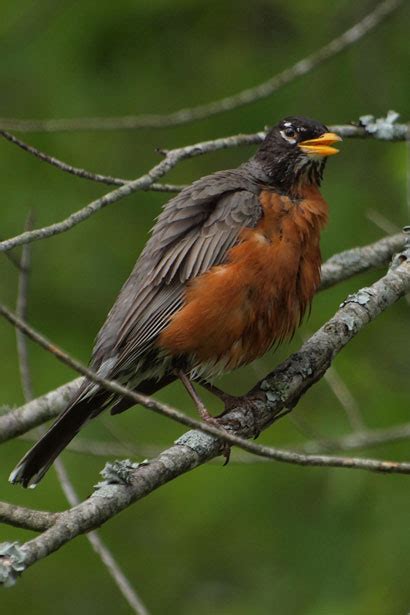American Robin Free Stock Photo - Public Domain Pictures