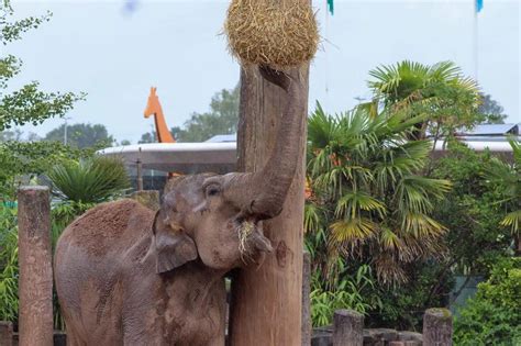 Popular Chester Zoo elephant remembered in these heartwarming pictures ...