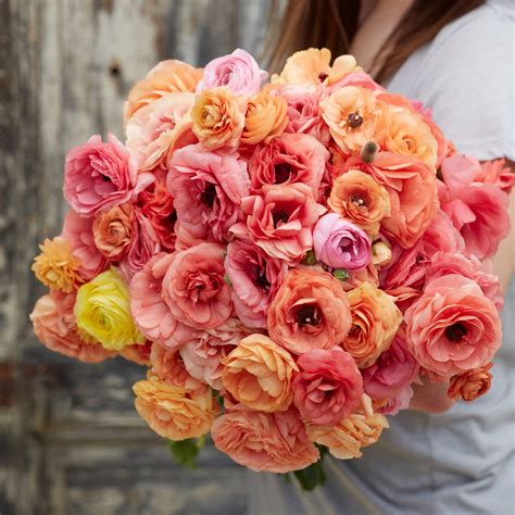 Ranunculus Bulbs | Shop 51 Varieties | Eden Brothers