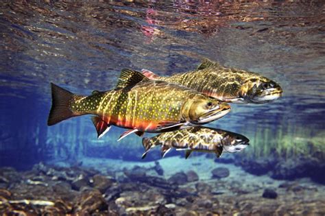 Fishing in Style — Trout in their natural habitat… Source #fishingadvice | Fly fishing, Brook ...