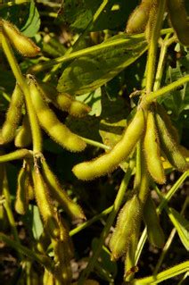 Soybean Pods | If used, credit must be given to the United S… | Flickr