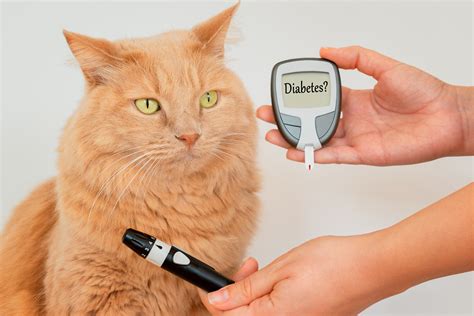 Diabetes in Cats: Symptoms of Feline Diabetes | KONG Club