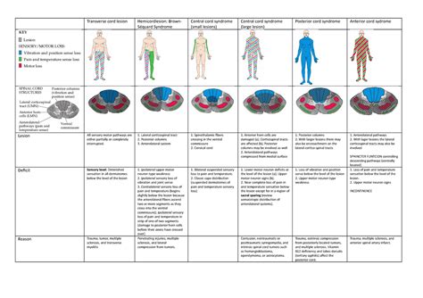 Spinal cord syndromes table - Lesion Deficit Reason Transverse cord lesion Hemicordlesion ...