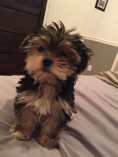 Morkie puppy! | Morkie puppies, Puppies, Morkie