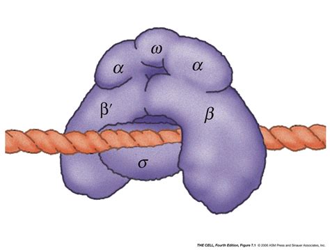 Rna Polymerase In Prokaryotes