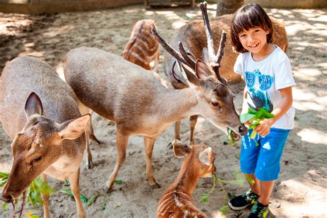 Bali Zoo Park atau Kebun Binatang Bali bisa menjadi salah satu pilihan ...