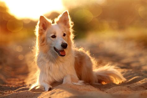 9 Beautiful Collie Breeds