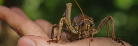 In Praise of Six Legs – The Mighty Wētāpunga - The Noises