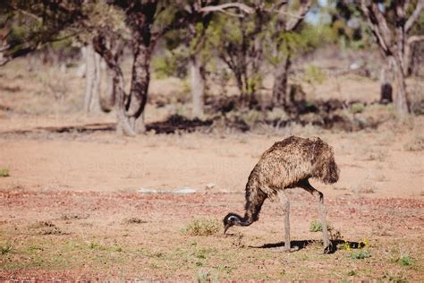 Image of Emu eating in nature - Austockphoto