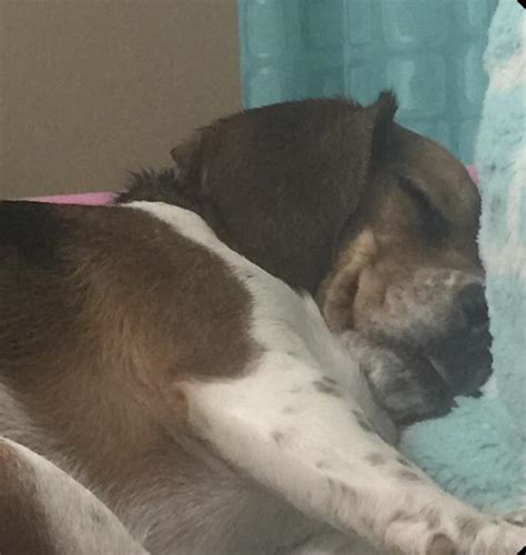 My dog sleeping with her tongue out : r/aww