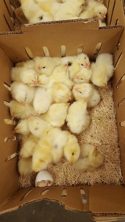 Austra White - White Egg Laying Chickens for Sale | Cackle Hatchery