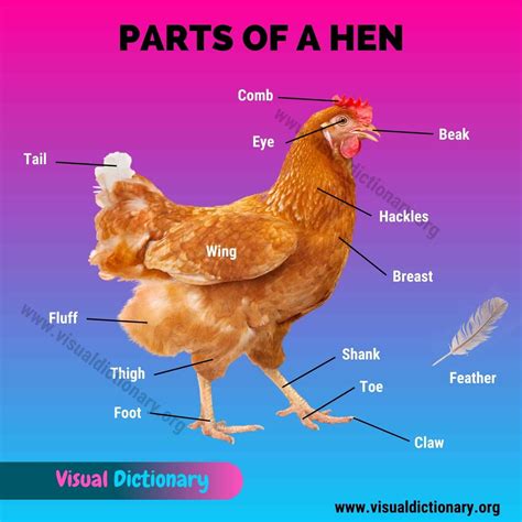 Chicken Anatomy: 16 External Parts of A Chicken You Should Know - Visual Dictionary