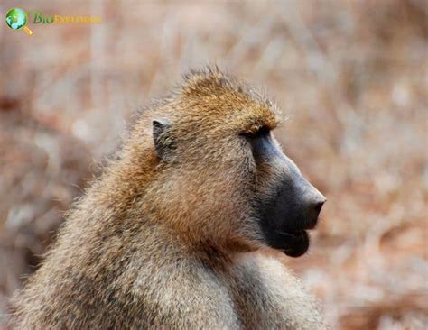 Yellow Baboon Characteristics | Papio Cynocephalus Diet & Facts | BioExplorer