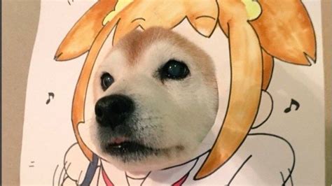 Anime Doge Pfp - Pin By Yuh On ☆彡 Reaction Pictures | Bodorwasuor