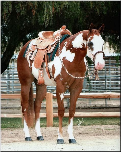 American Paint Horse western quarter paint horse paint pinto horse ...