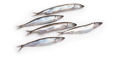 Capelin | Mallotus villosus | Seafood from Canada