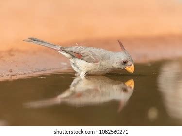 Female Pyrrhuloxia Southern Texas Usa Stock Photo (Edit Now) 1082560271