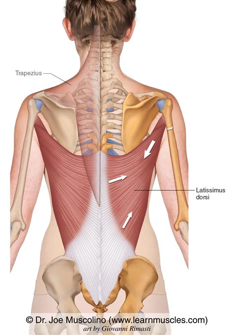 Latissimus Dorsi