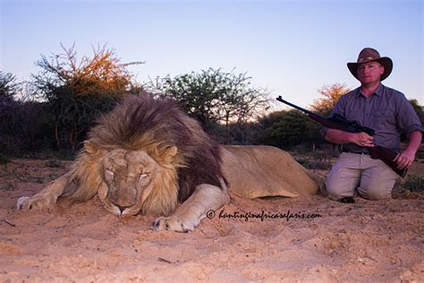 Hunting lions in South Africa with the African lion hunting specialists