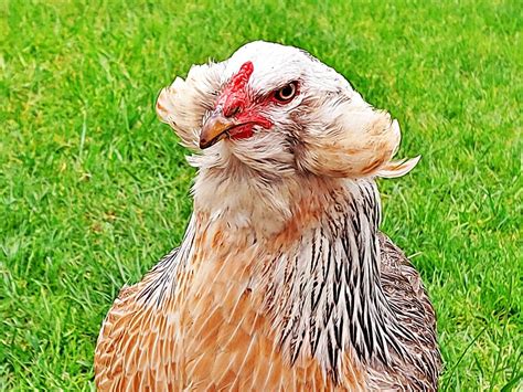 Araucana Chicken: Appearance, Personality, and Care - Know Your Chickens