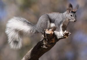 Abert’s Squirrel Facts, Range, Sounds, Diet, Pictures