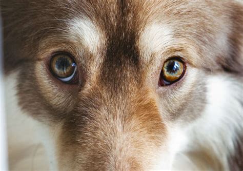 7 Eye Colors in Dogs [Color Chart]: Our Eye Specialist Explains