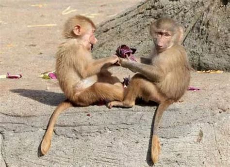 Cute pictures of baby baboons playing at the zoo - Mirror Online