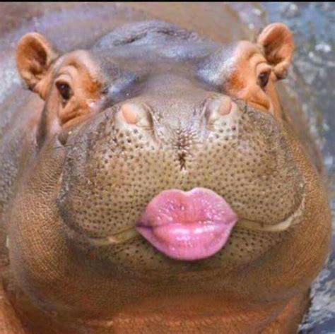 Hippo kiss Funny Happy Birthday Wishes, Happy Birthday Pictures, Birthday Quotes Funny, Belated ...