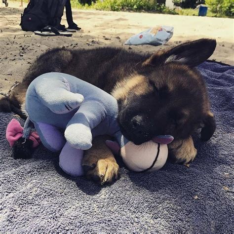 german shepherd puppy sleeping #GermanShepherdPuppy | Sleeping puppies ...