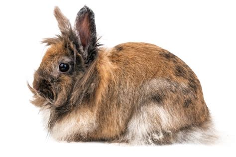 700+ Kelinci Angora Foto Foto Stok, Potret, & Gambar Bebas Royalti - iStock