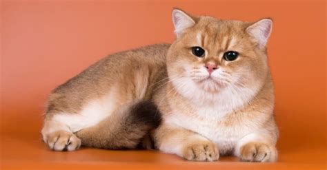 8 Brown Cat Breeds and Brown Cat Names