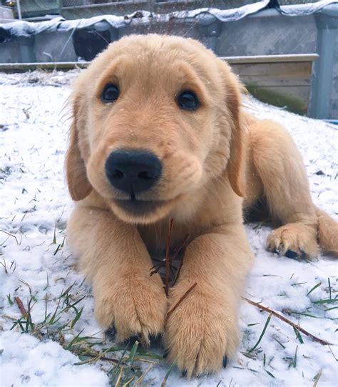 If Puss in Boots were a dog : r/aww