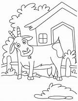 Pygmy Goats Coloring Page  Home sketch template