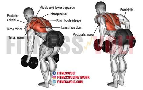 Bent-Over Two-Arm Dumbbell Row (Back) – Fitness Volt