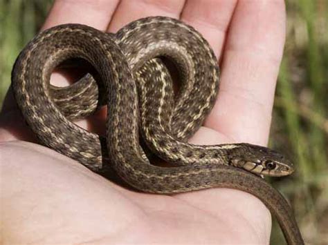 Western Terrestrial Garter Snake – Pajarito Environmental Education Center